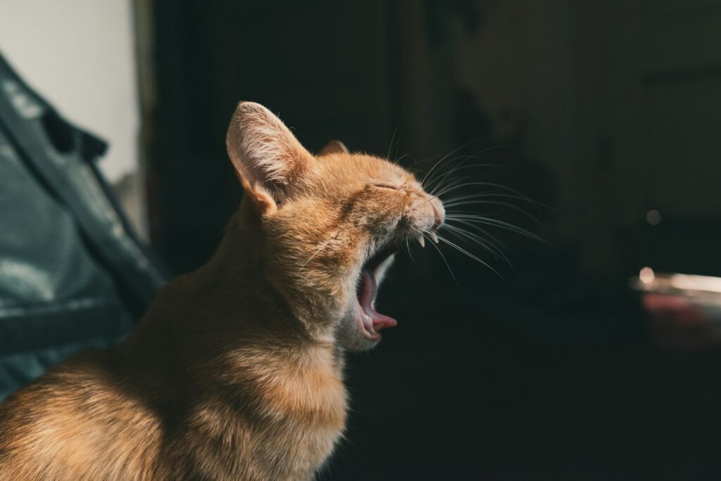 orange tabby cat with purple eyes