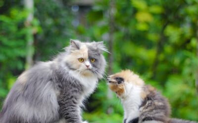Different Types of Cats | Discover The World Of Feline Companions