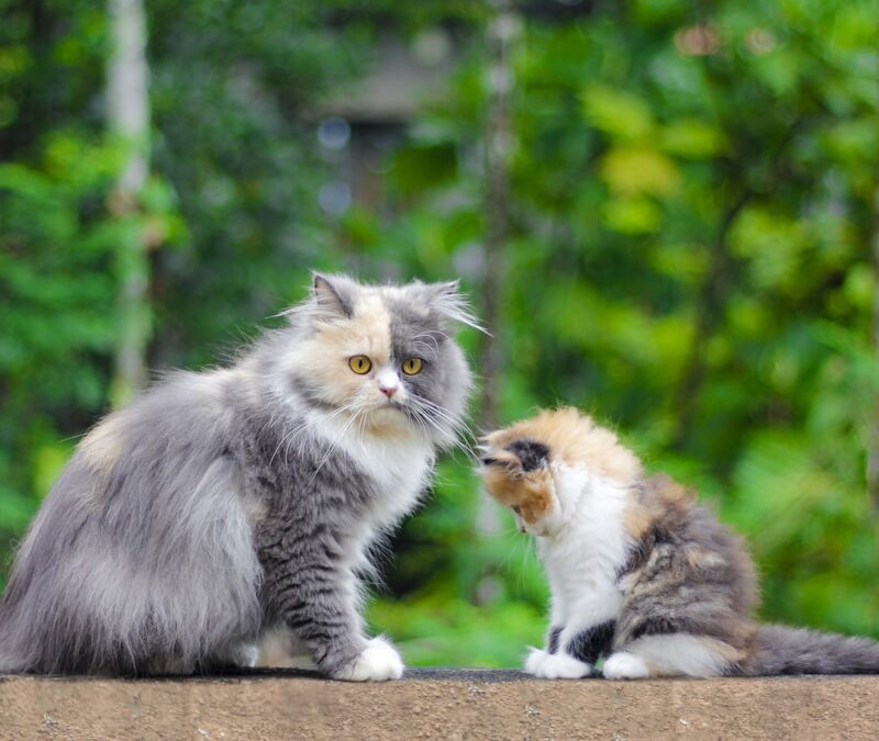 Different Types of Cats | Discover The World Of Feline Companions