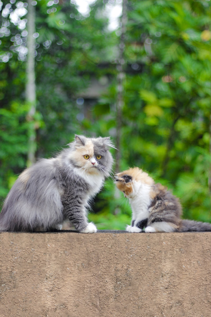 different types of cats