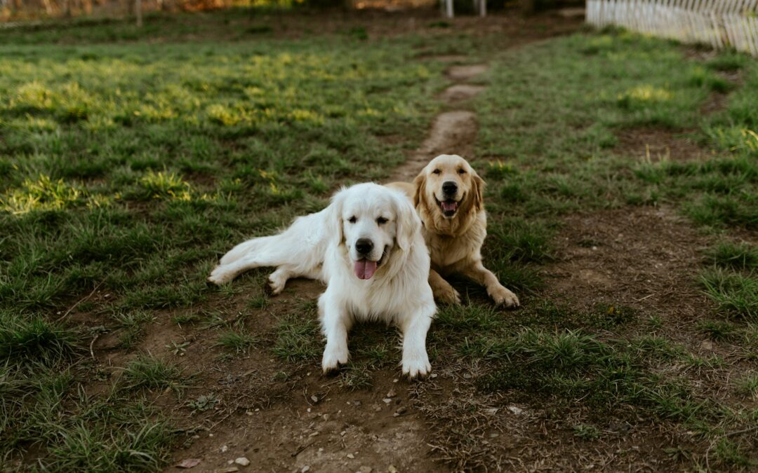 The Best Pet Safe Weed Killer for a Healthy, Pet-Friendly Garden