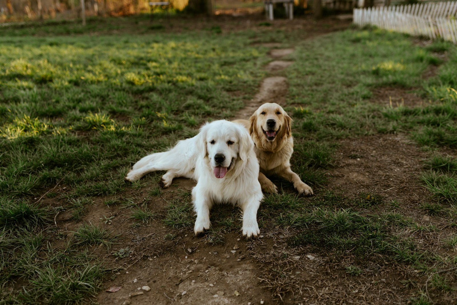 pet safe weed killer