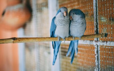 Best Pet Birds and How to Choose the Right Feathered Friend