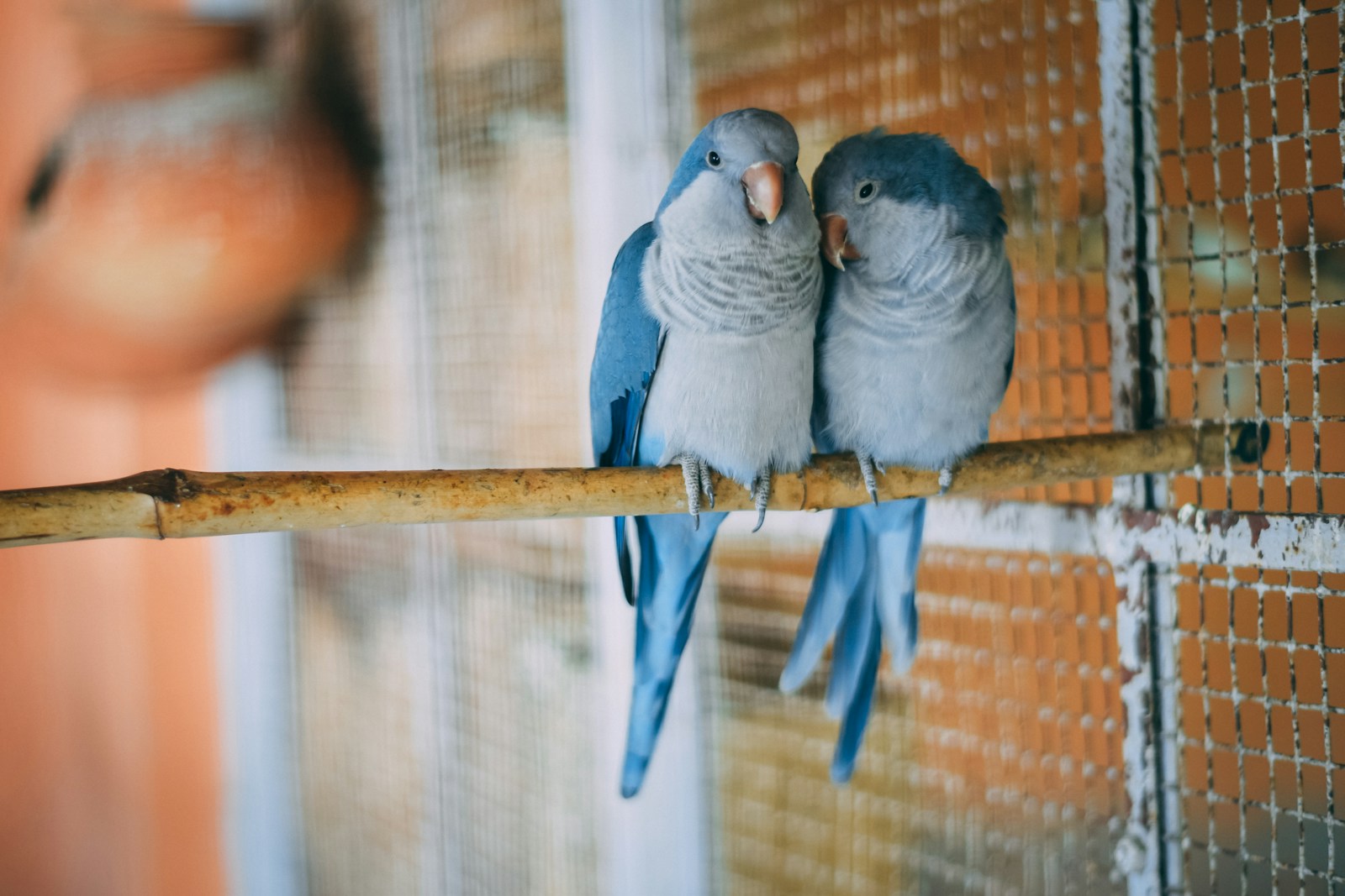 best pet birds