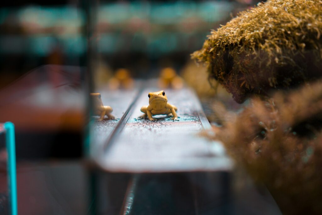 7 Best Low Maintenance Pets for Stress-Free Companionship 1 gold buddha figurine on white paper