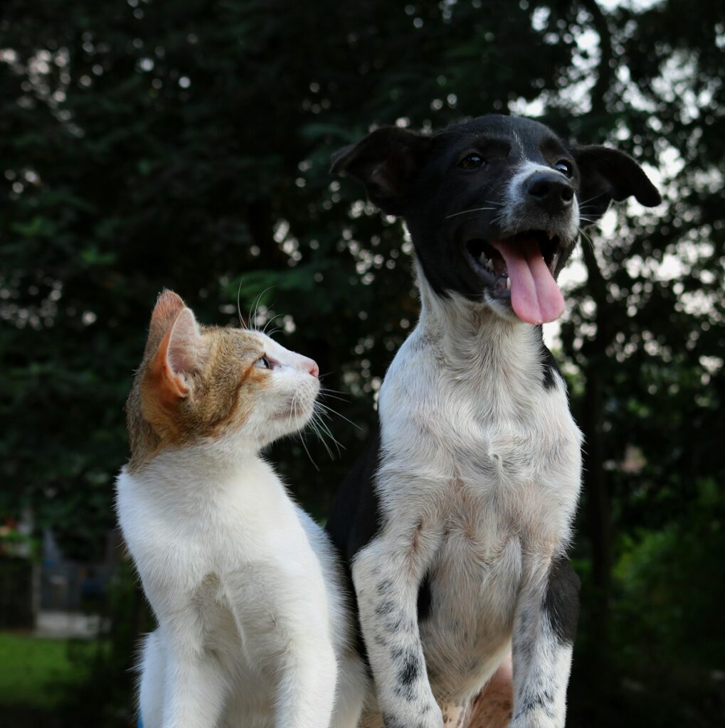 7 Best Low Maintenance Pets for Stress-Free Companionship 5 shallow focus photography of dog and cat