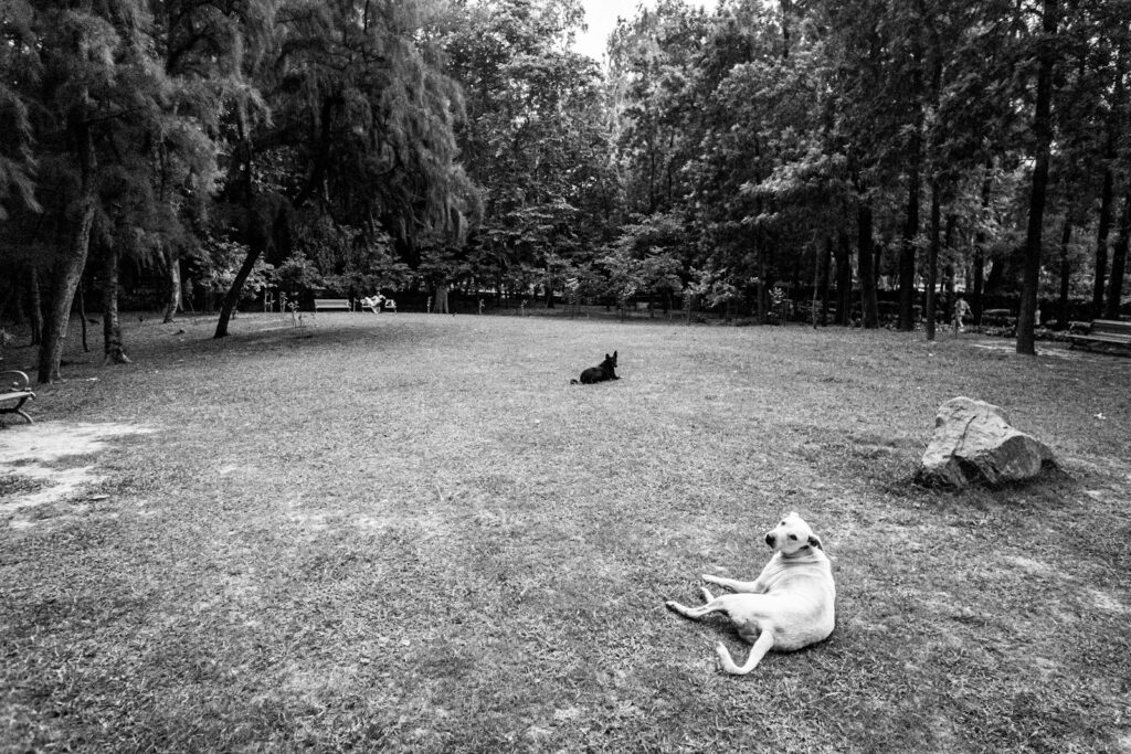 a dog lying on the grass