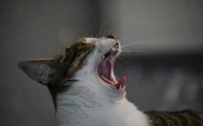 Why Does My Cat Keep Sneezing? | Top Causes and Solutions to Consider