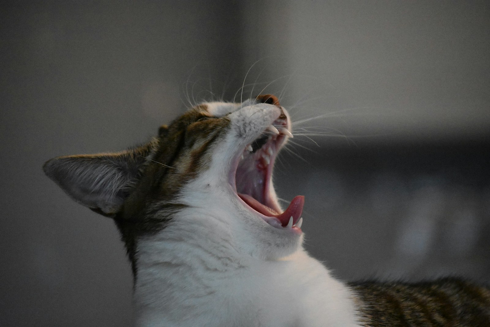 why does my cat keep sneezing