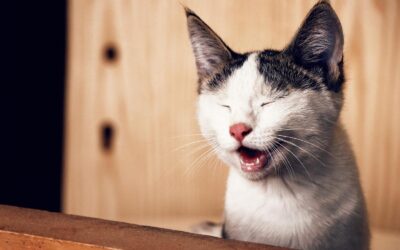 The World of Silly Cats and Their Unique Breeds
