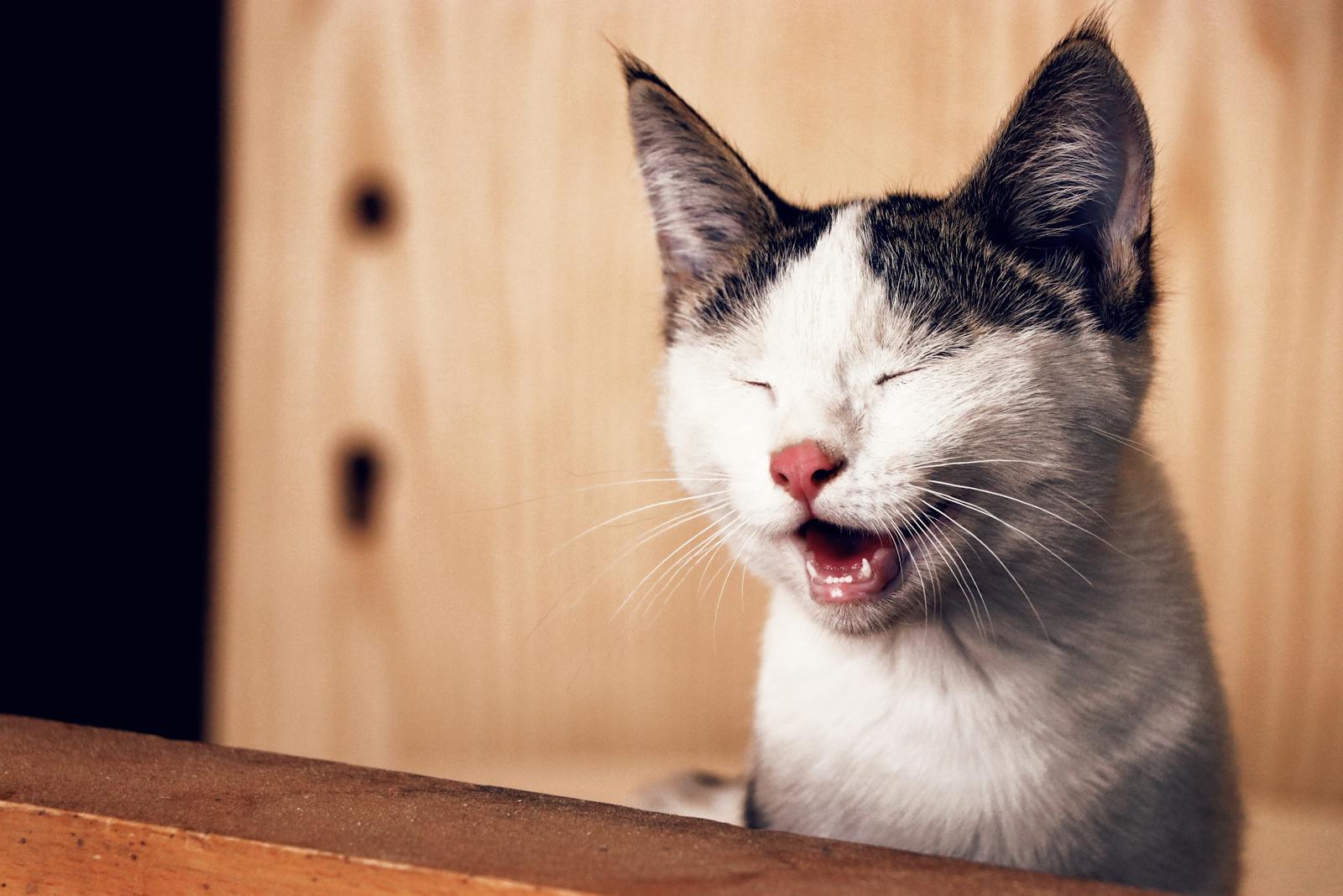 silly cats