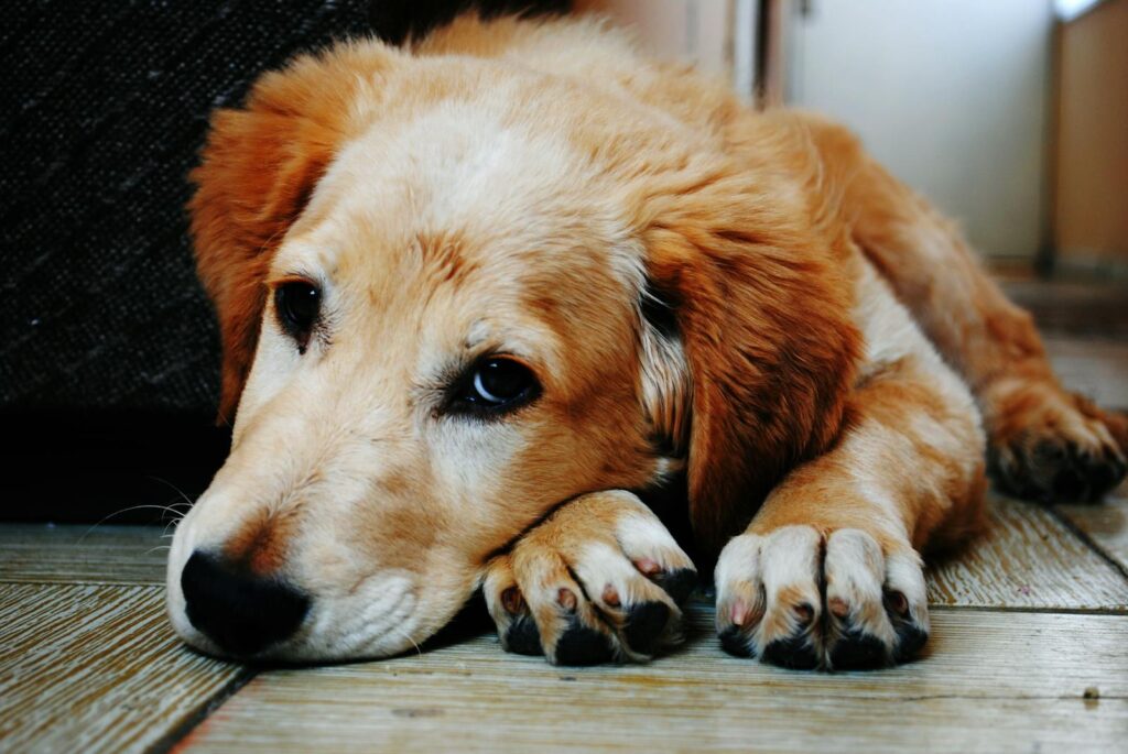How to Stop Seizures In Dogs Immediately 6 A cute golden retriever puppy lying down with a relaxed expression, captured indoors.