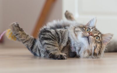 Facts About Cats You Probably Didn’t Know