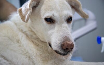 How to Stop Seizures In Dogs Immediately