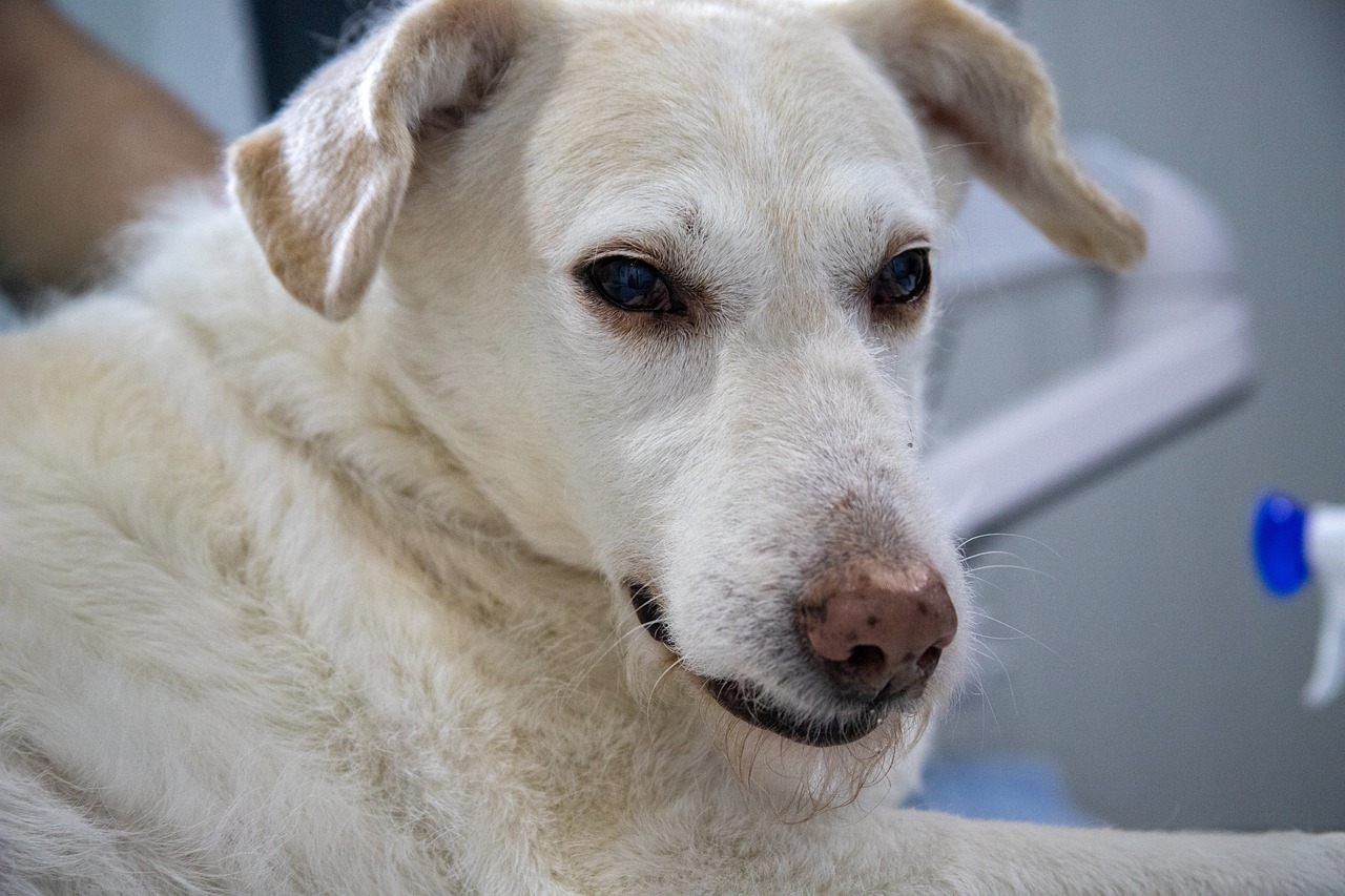 how to stop seizures in dogs immediately