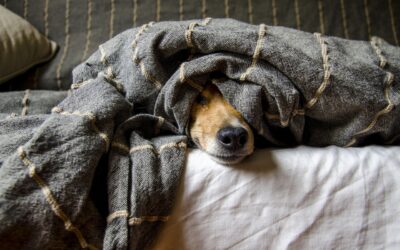 What Pet Parents Need To Know About Low Maintenance Dogs