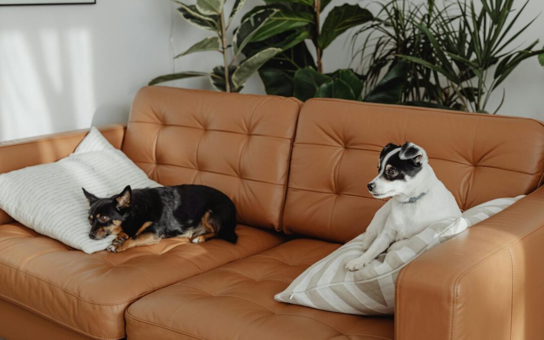Best Small Breed Dogs | How to Choose the Right One for Your Family