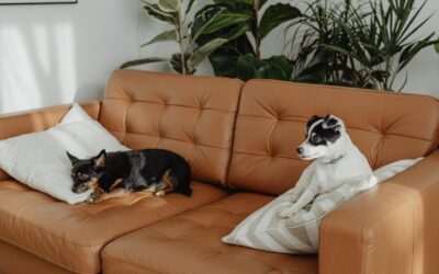 Best Small Breed Dogs | How to Choose the Right One for Your Family