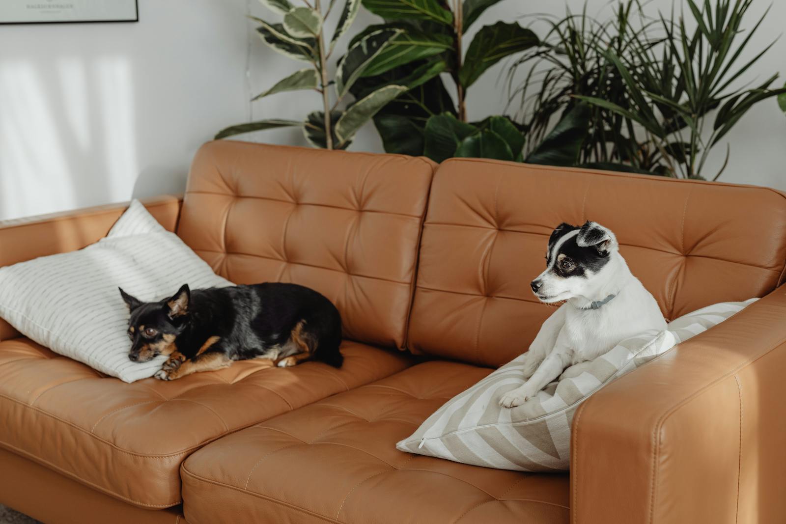 small breed dogs