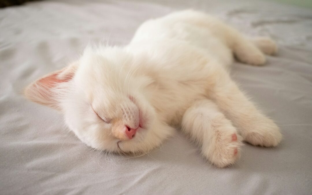 Why Do Cats Sleep So Much? | Insights for Cat Owners