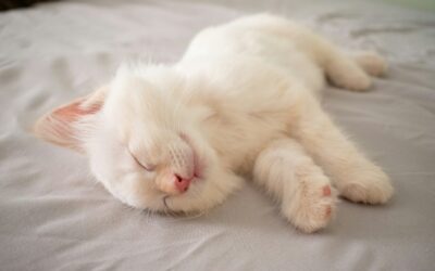 Why Do Cats Sleep So Much? | Insights for Cat Owners