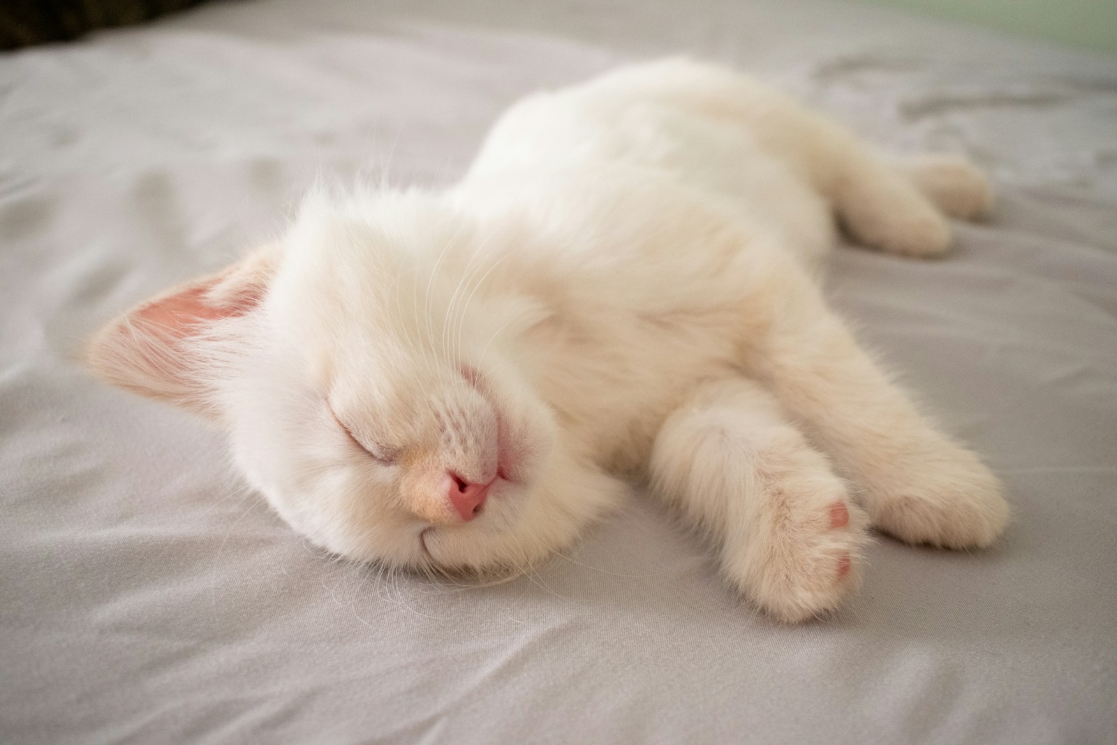why do cats sleep so much