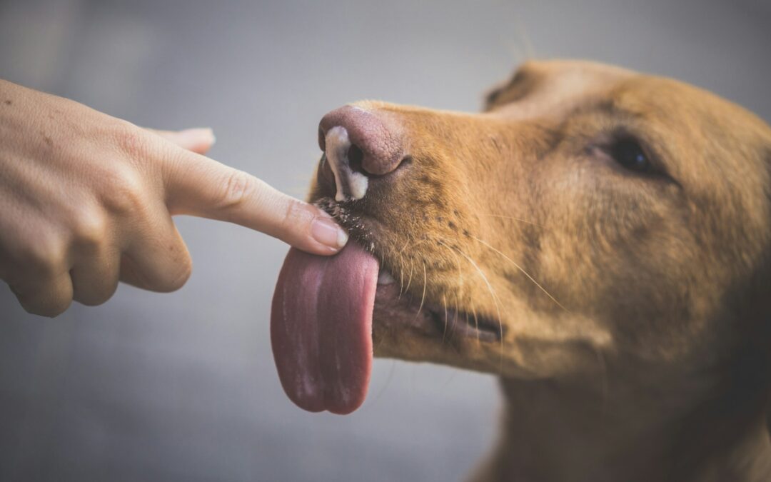 Why Do Dogs Lick You? Understanding Your Dog’s Behavior