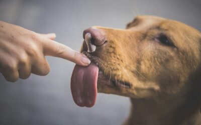 Why Do Dogs Lick You? Understanding Your Dog’s Behavior