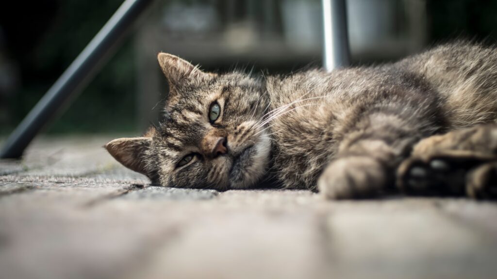 selective focus photography of lying brown tabby cat