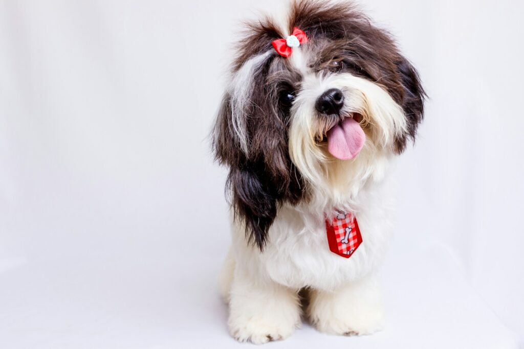 What Pet Parents Need To Know About Low Maintenance Dogs 7 a brown and white dog with a red bow on it's head