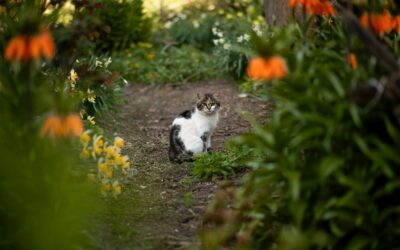 Are Tulips Toxic to Cats? A Guide to Protecting Your Curious Feline