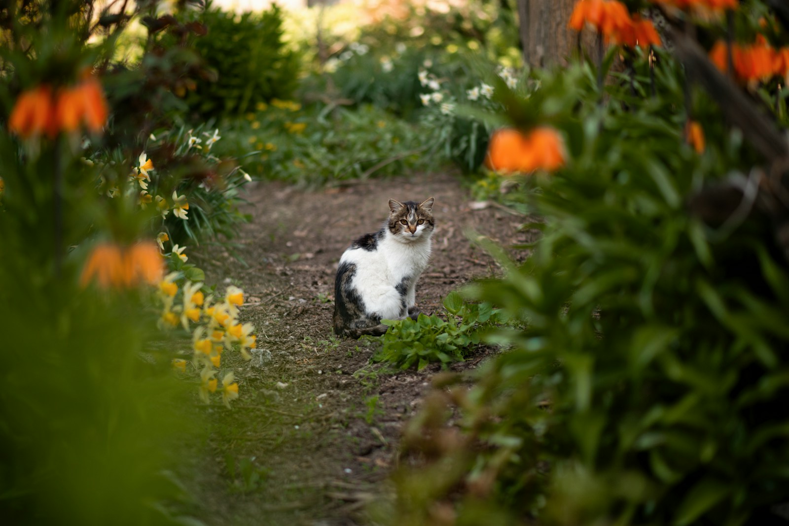 are tulips toxic to cats