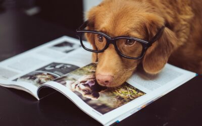 Facts About Dogs That Will Blow Your Mind