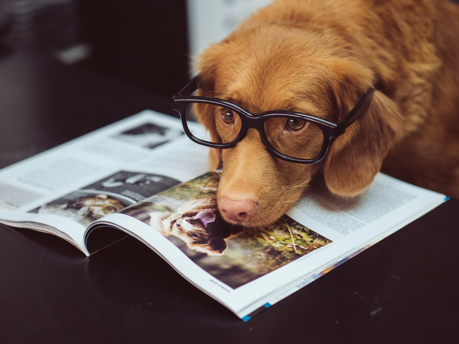 facts about dogs