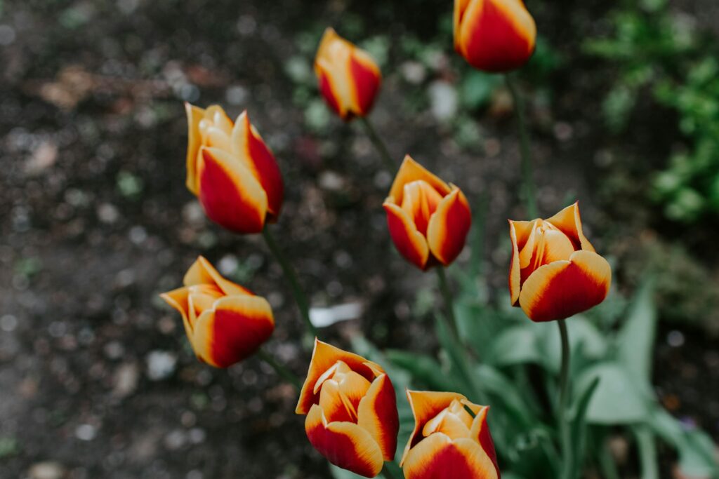 close-up photo red and yellow flowers