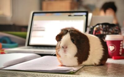 Easy Pets To Take Care Of For Every Animal Lover