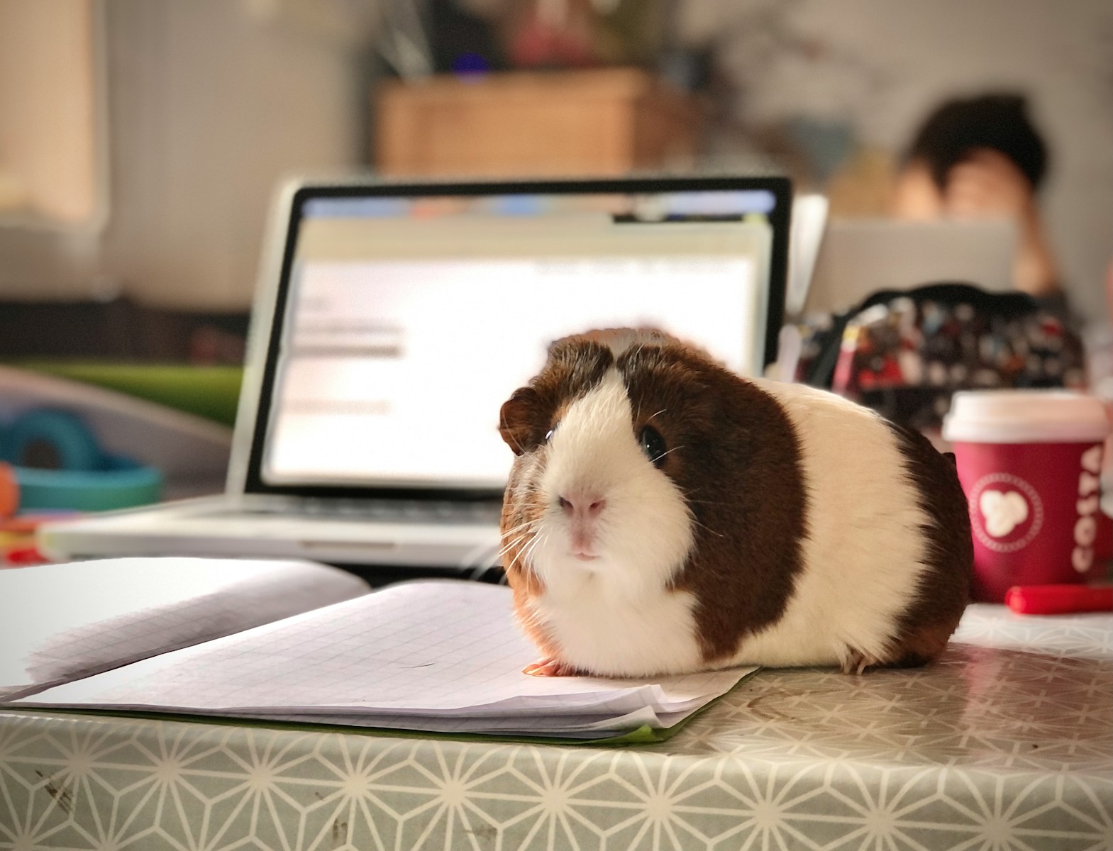 easy pets to take care of