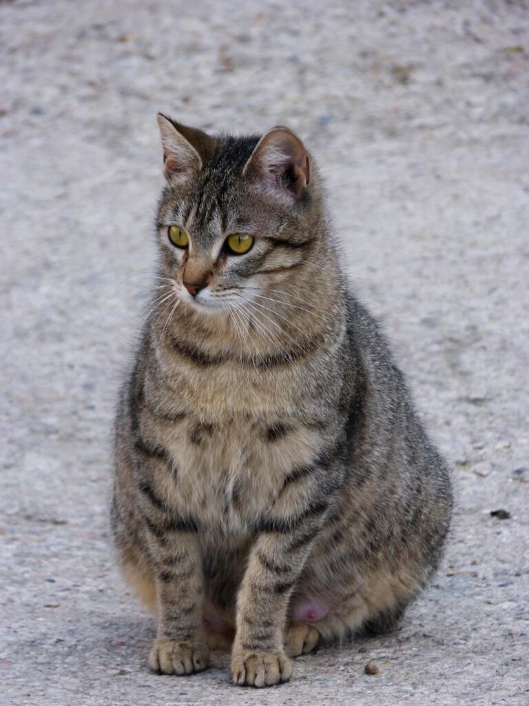 cat, feline, animal, pregnant, pet, tabby