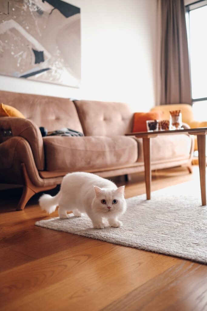 A cute white fluffy cat on a rug in a stylish living room with a sofa and coffee table.