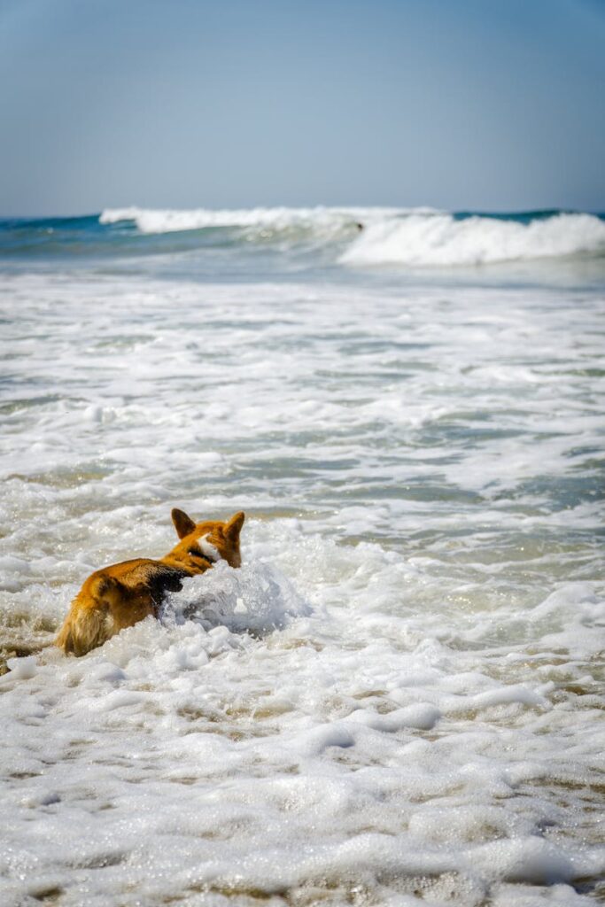 A playful Welsh Corgi splashes in ocean waves on a sunny beach day.