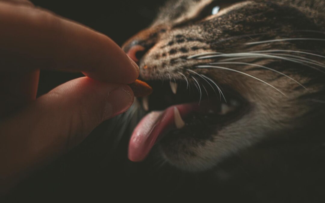 The Best Indoor Cat Food: Nourishing Choices for Happy, Healthy Cats