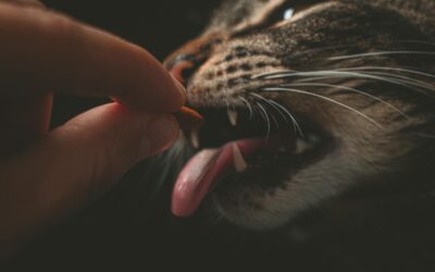 The Best Indoor Cat Food: Nourishing Choices for Happy, Healthy Cats