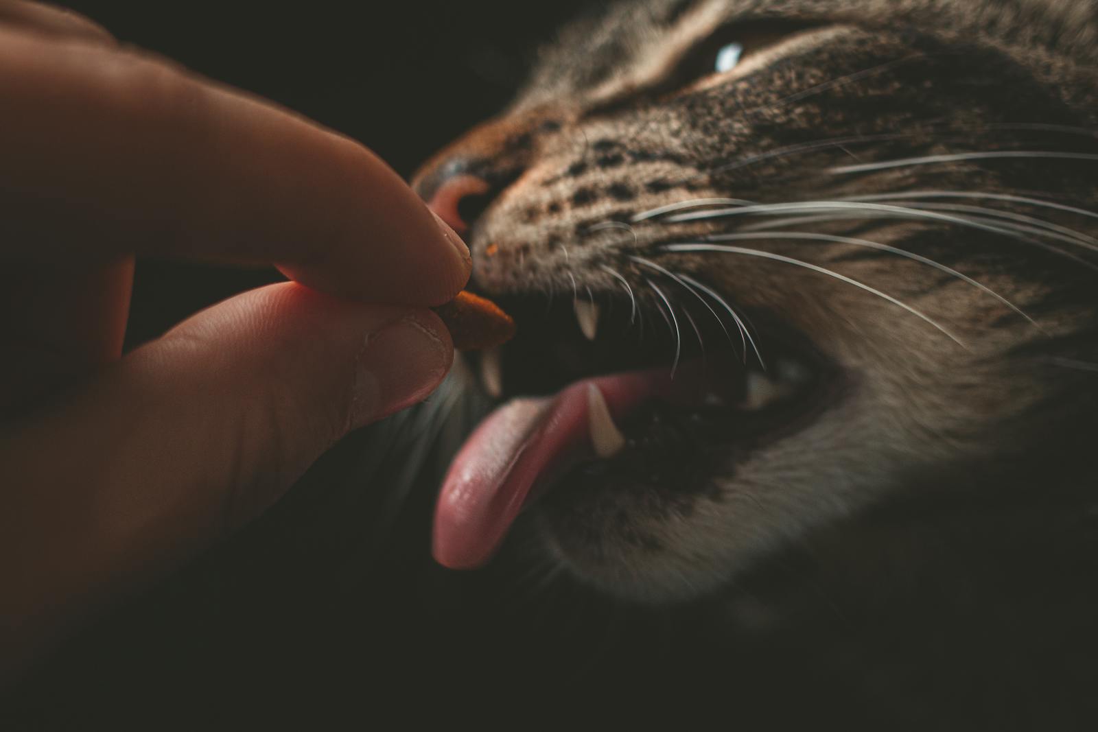 indoor cat food