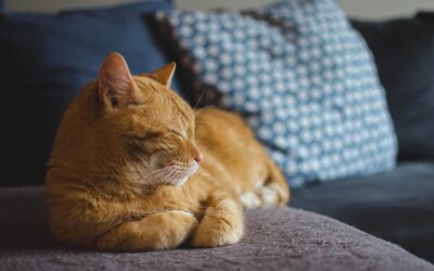 How Old Is My Cat? A Complete Guide to Determining Your Cat’s Age