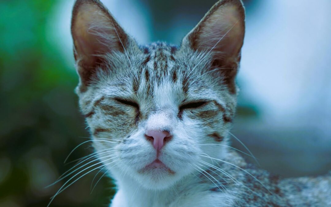 Why Does My Cat Keep Sneezing? Causes and What to Do