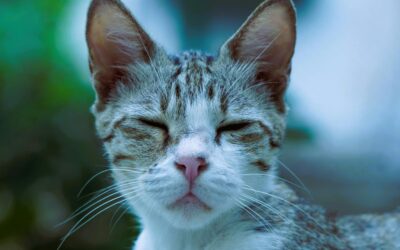 Why Does My Cat Keep Sneezing? Causes and What to Do