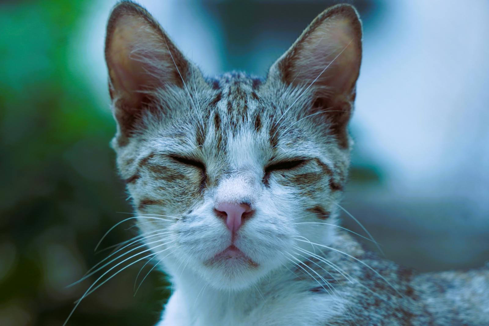 why does my cat keep sneezing