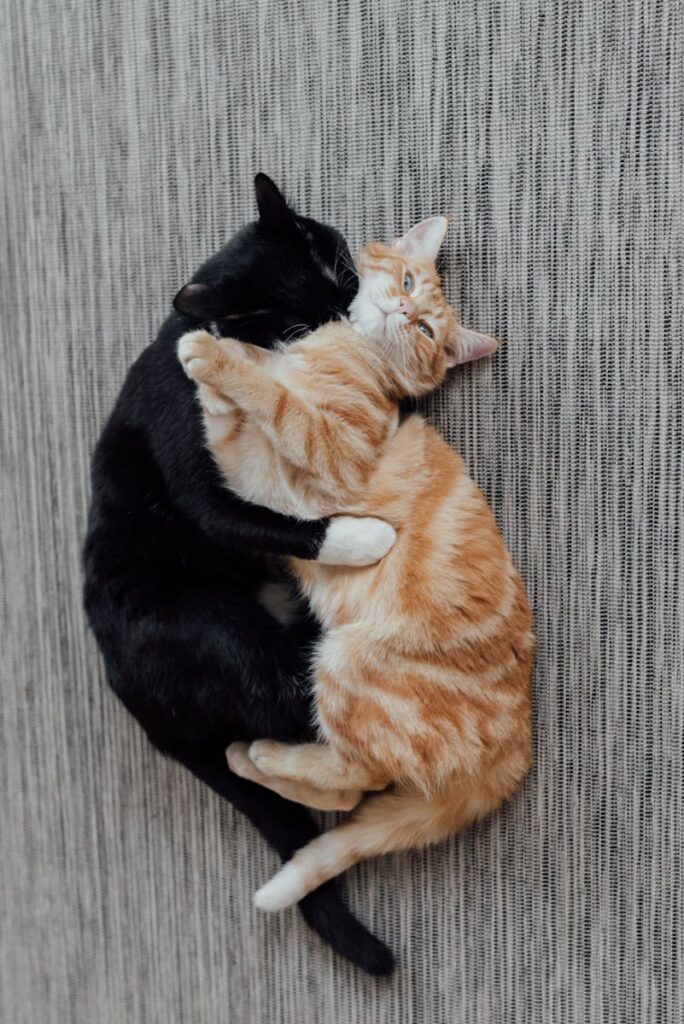 Critical Warning Signs When Introducing Cats (Don't Ignore These!) 1 Adorable black and orange cats cuddling together on a striped textile surface, showcasing love and warmth.