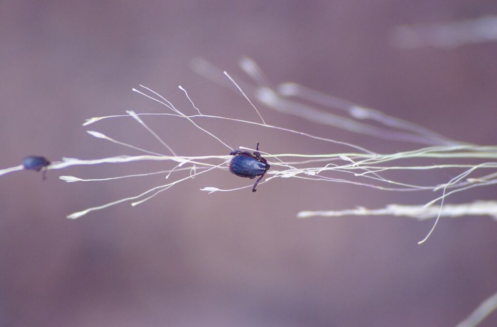 How to Get a Tick Off a Dog Safely and Effectively