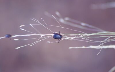 How to Get a Tick Off a Dog Safely and Effectively